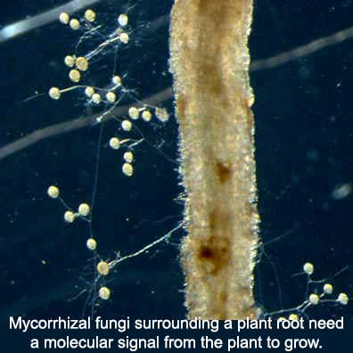 Granular Mycorrhizae