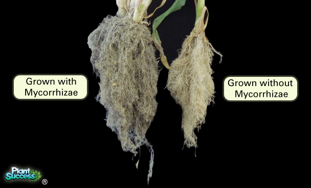 Liquid Endomycorrhizal Inoculum