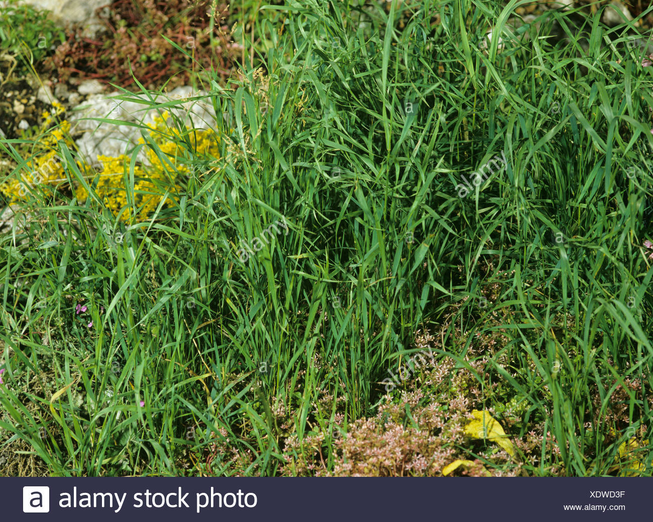 Couchagropyron Quack Grass