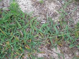 Digitaria Sanguinalis Crabgrass